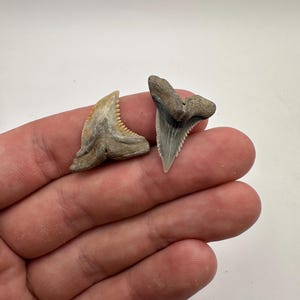 A+ Grade Fossilized Snaggle Shark Teeth Pair 1-1.1” in Length  - Hemipristis  - Shark teeth  - Fossil shark teeth pair -Fossil Teeth
