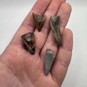 Fossilized Crocodile Teeth Set: Miocene Era, Virginia (1 inch, Set of 4
