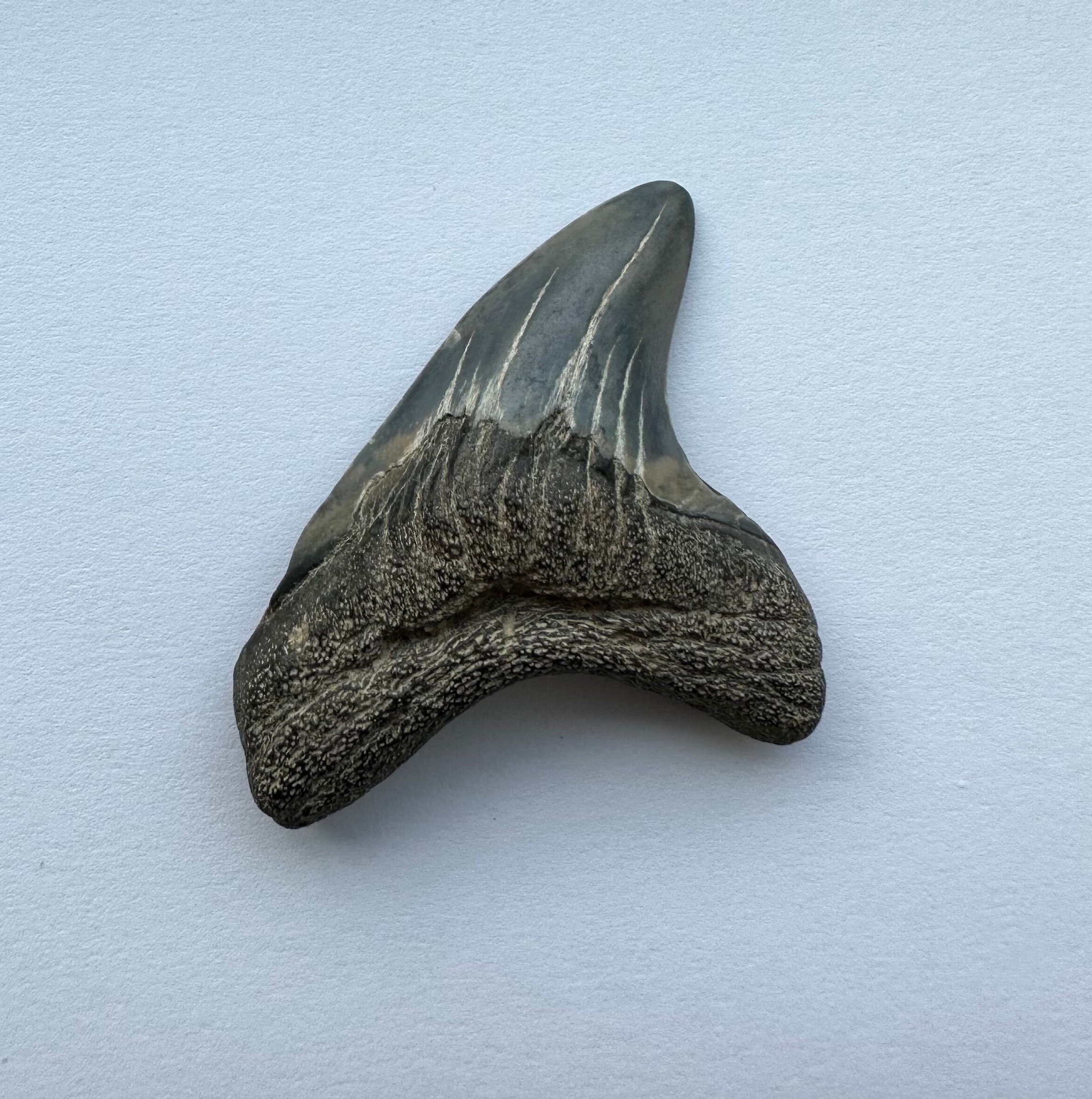 Very Rare Virgina Fossil Giant Thresher Shark Tooth 1.5 Inches in Slant