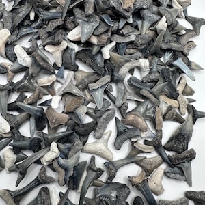 Hermosos dientes fósiles de tiburón de colores - Dientes fósiles de tiburón - Dientes de tiburón fosilizados - 20 dientes de tiburón de Bone Valley - Dientes fósiles de tiburón