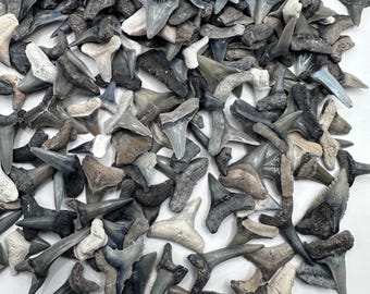 Beautiful Colored Fossil Sharks Teeth - Fossil Shark Teeth - Fossilized Shark Teeth - 20 Bone Valley Sharks Teeth - Fossil Shark Teeth