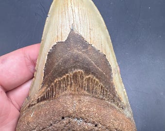 Large Serrated Fossil Megalodon Tooth - Large Megalodon Tooth Fossil  - 4.75” Fossil Shark Tooth - Sharks Teeth - Fossil Tooth - Shark Tooth