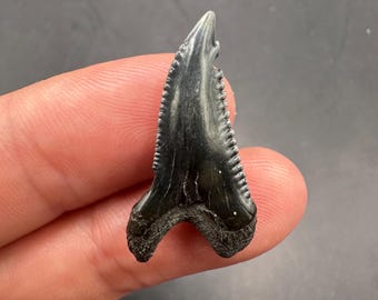 Large Fossil Hemipristis shark tooth 1.45” in length - Large Hemipristis -  Fossil Shark Teeth-Shark Teeth - Fossil Teeth