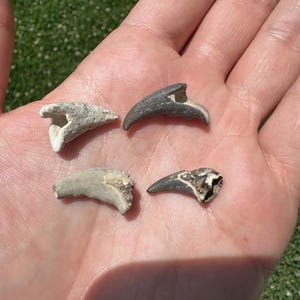 Miocene Crab Claw Fossils: Calvert Cliffs Set of 4