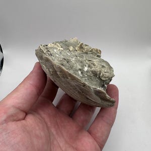 Fossilized Chesapecten Shell with Fossil Matrix!  Single Fossil Shell with Matrix - Fossil Shell - Shell Fossil - Sea Shell - Fossil