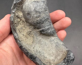Huge Fossil Bulla Bones - Inner Ear Bone - Fossil Bone - Fossil Mammal Ear Bone - 10+ million years old.