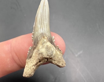 Huge Fossilized Hemipristis 1.43 - Fossil Shark Teeth - SnaggleTooth Fossil - Fossil Teeth - Fossil Shark Tooth