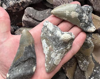Large Megalodon Tooth - Large Megalodon Tooth Fragment - Megalodon Tooth - Fossil Megalodon Tooth 3-5+” - Large Shark Tooth - Fossil