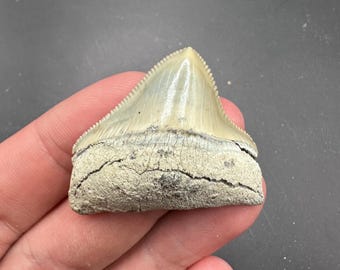 Rare Lee Cree Megalodon Shark Tooth –  1.61” Fossil Megalodon from North Carolina - Prehistoric Shark Teeth - Natural Fossil Megalodon Tooth