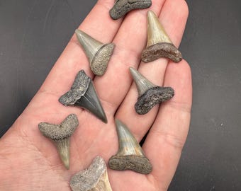 Lot of Fossilized Shark Teeth Set of 8 - Stunning Coloration Shark Teeth - Fossil Shark Teeth - Mako Shark Teeth - Sharks Teeth