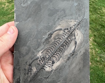 Keichousaurus Fossil - Keichousaurus Hui Fossil - Dinosaur Fossil - Keichousaurus Skeleton - Marine Dinosaur Fossils - Dinosaur Fossil