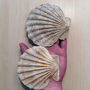 May include: Two large, weathered scallop shells with a fan-like ribbed texture. The shells are beige and brown, with a rough, aged appearance. The shells are held in a hand.