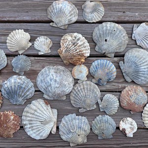 Skamieniała muszla przegrzebka z Chesapecten - Skamieniała muszla - Skamieniała muszla przegrzebka - Skamieniała muszla - Skamieniała Chesapecten