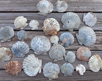 Fossilized Chesapecten Scallop Shell - Fossil Shell- Fossil Scallop - Shell Fossil - Fossil Chesapecten