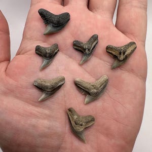 Fossil Tiger Shark Teeth - Set of 7 Great Quality Tiger Shark Teeth - Tiger Shark - Fossil Shark Teeth - Fossil Teeth Appx. .5 - 1”