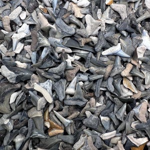 May include: A large collection of fossilized shark teeth in various shapes and sizes. The teeth are primarily shades of gray, black, and tan, featuring pointed triangular crowns and thick, textured roots. The assortment is densely packed together.