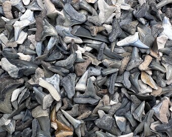 Shark Teeth - Handful of 30 Fossil Shark Teeth - 30 Assorted Quality Fossil Teeth - Fossil Shark Teeth - Shark Tooth