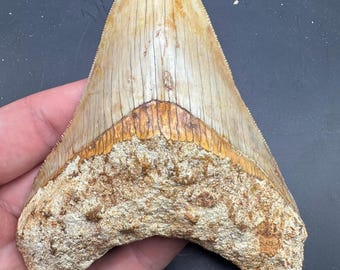 Beautiful Fossil Megalodon Tooth - 4.75” Megalodon Fossil Shark Tooth - Fossil Sharks Tooth - Megalodon Tooth - Meg Tooth