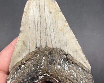 Large Fossil Megalodon Tooth -   Megalodon Tooth Fossil  - 4.75” Fossil Shark Tooth - Sharks Teeth - Fossil Tooth - Shark Tooth Fossil