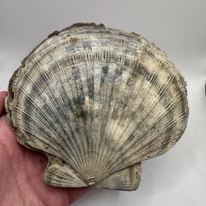 Massive Double Sided Fossilized Chesapecten Shell - Whole Fossil Shell - Fossil Shell - Shell Fossil - Sea Shell - Fossil