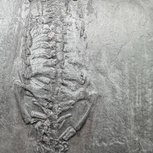 Unprepared Keichousaurus Fossil - Keichusaurus Fossil - Marine Dinosaur Fossils - Aquatic Dinosaur fossil - Keichousaurus Fossil image 3