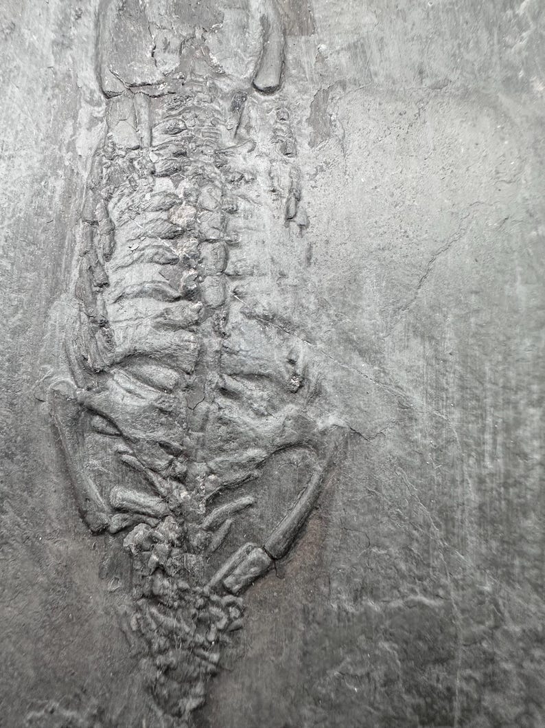 Unprepared Keichousaurus Fossil - Keichusaurus Fossil - Marine Dinosaur Fossils - Aquatic Dinosaur fossil - Keichousaurus Fossil image 3