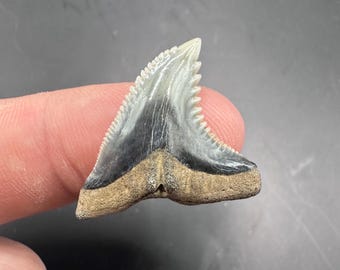 Perfect Fossil Hemipristis shark tooth 1.17” in length - Large Hemipristis -  Fossil Shark Teeth-Shark Teeth -Bone Valley Florida