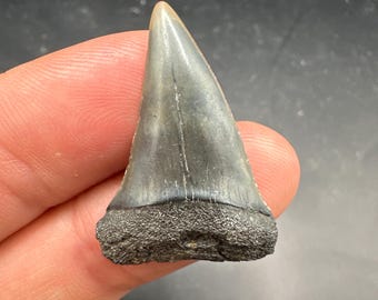 Large Fossilized Mako Shark Tooth -  Mako Shark Tooth -  Fossil Mako Tooth 1.25” in Length - Fossil Shark Teeth - Shark Teeth