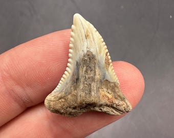 Colorful Fossilized Hemipristis 1.1 - Fossil Shark Teeth - SnaggleTooth Fossil - Fossil Teeth - Fossil Shark Tooth