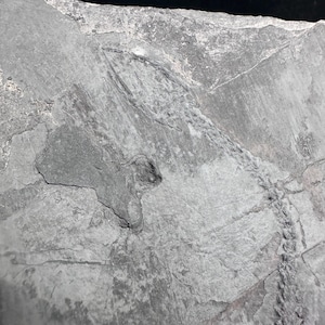 Unprepared Keichousaurus Fossil - Keichusaurus Fossil - Marine Dinosaur Fossils - Aquatic Dinosaur fossil - Keichousaurus Fossil image 2