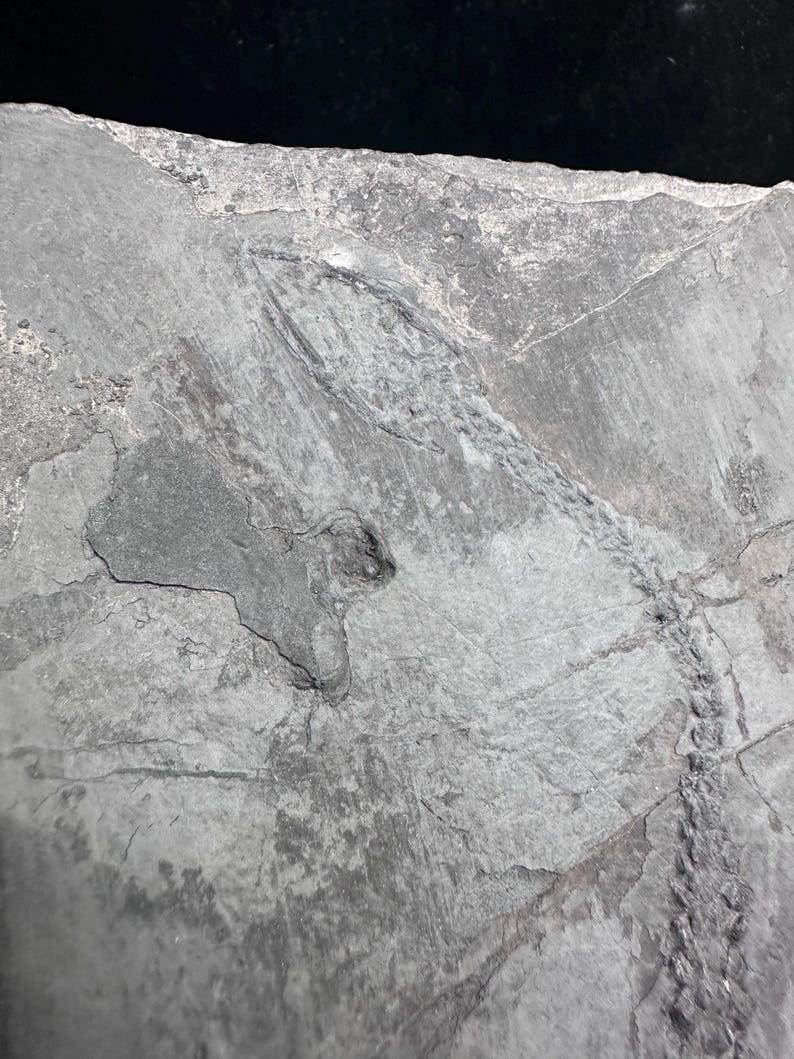 Unprepared Keichousaurus Fossil - Keichusaurus Fossil - Marine Dinosaur Fossils - Aquatic Dinosaur fossil - Keichousaurus Fossil image 2