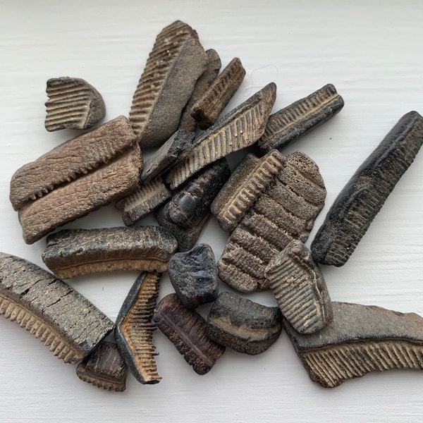 Fossilized Stingray Teeth- set of 18 teeth - Stingray Teeth - Fossil Stingray Teeth