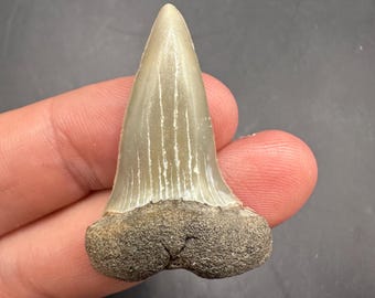 Fossil Mako Tooth - Fossilized Hastalis Shark Tooth from Virginia  - Fossil Mako Tooth - 1.7”Fossil Shark Tooth  Fossilized Mako Shark Tooth