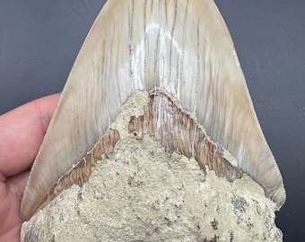Huge Fossil Megalodon Tooth - 5.64” Megalodon Fossil Shark Tooth - Fossil Sharks Tooth - Megalodon Tooth - Meg Tooth