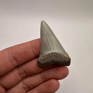 Fossilized Mako Shark tooth - Near Perfect Shark Teeth 2.05” in length - Fossil Mako Tooth - Fossil Shark Teeth -Fossil Teeth