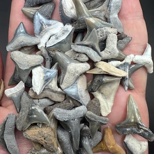 Large Good Quality Fossil Shark Teeth lot of 20 -  Fossil Shark Teeth - Bone Valley Teeth - Fossil Shark Teeth - Fossil Teeth