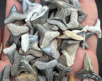 Large Jewlery Quality Fossil Shark Teeth lot of 20 -  Fossil Shark Teeth - Bone Valley Teeth - Fossil Shark Teeth - Fossil Teeth