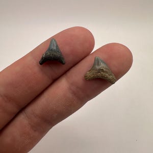 Rare Fossil Thresher Shark Teeth Pair - Beautiful Coloration - Fossil Shark teeth - Thresher Shark tooth - .5 inches in slant length