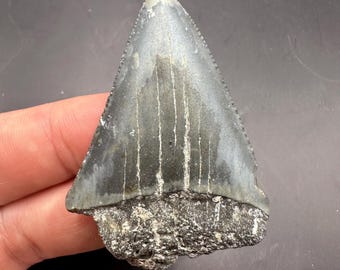 Large Fossilized Great White Shark tooth - Shark Teeth 2.23” in length - Fossil Great White Tooth - Fossil Shark Teeth -Fossil Teeth