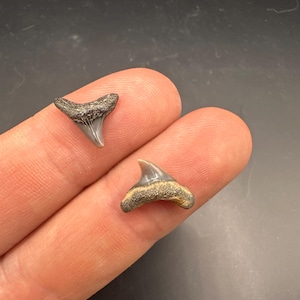 May include: Two small fossilized shark teeth with dark, textured roots and smooth, light gray triangular crowns. The teeth exhibit natural mineralized coloration, featuring a distinct separation between the rough, dark root and the sharp, pointed enamel tip.