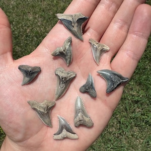 Set of 10 Jewelry Grade Fossilized Shark Teeth - Hemipristis Shark Teeth - Fossil Shark Teeth- SnaggleTooth Shark Teeth - Fossil Teeth