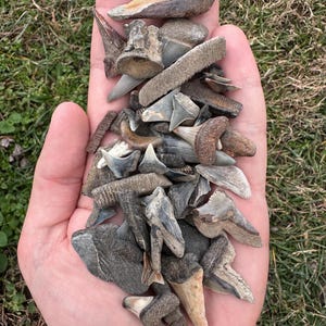 Shark Teeth & Other Fossils - Bag of 30 - B Grade Fossil Shark Teeth and Other Cool Fossils - Sting Ray Teeth- Fossil Teeth - Fish Bones