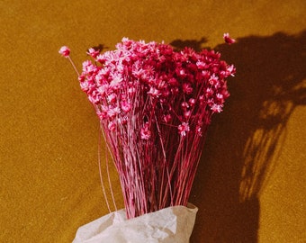 Fleurs séchées, bouquet de Glixia rose