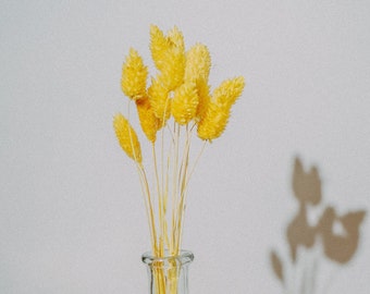 Fleurs séchées, phalaris jaunes