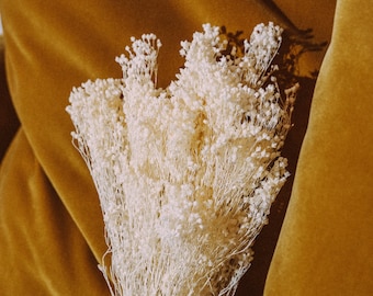 Fleurs séchées, broom blanc