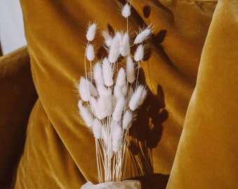 Fleurs séchées, bouquet de Lagurus blanches séchées