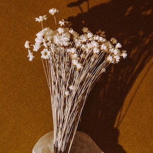 Dried flowers, bouquet of white Glixia