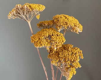 Bouquet fleurs séchées, achillée jaune