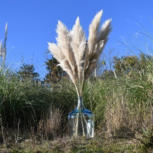 Herbe de pampa, Fleurs séchées, grande herbes de pampas, Pampa naturelle de France