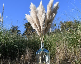 Herbe de pampa, Fleurs séchées, grande herbes de pampas, Pampa naturelle de France